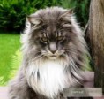 /album/maine-coon-mainska-myvalia/images-2-jpg/